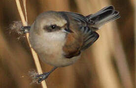 Eurasian Penduline Tit