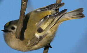 Goldcrest