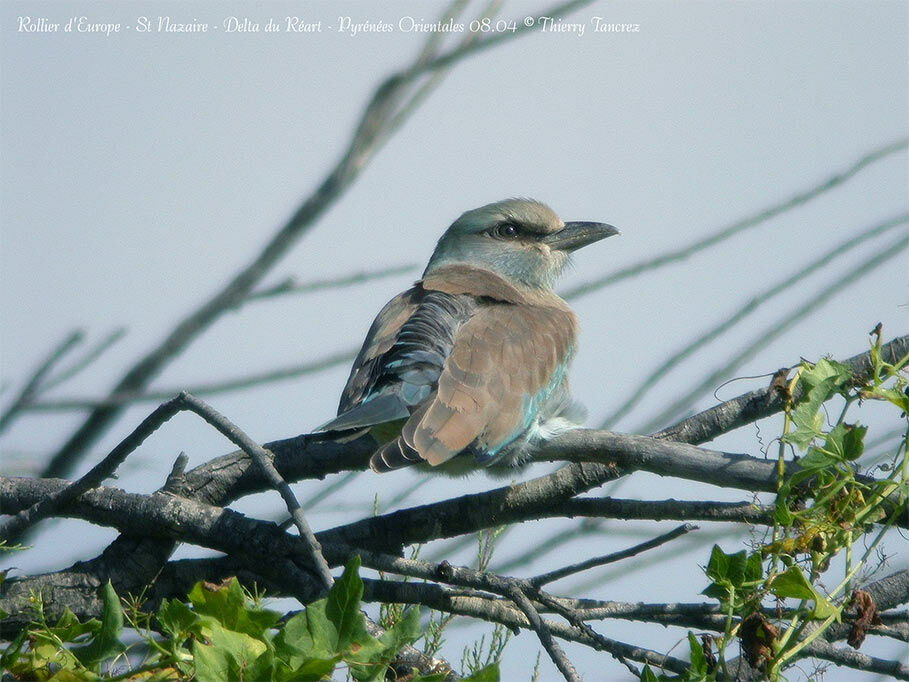 European Roller