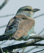 European Roller