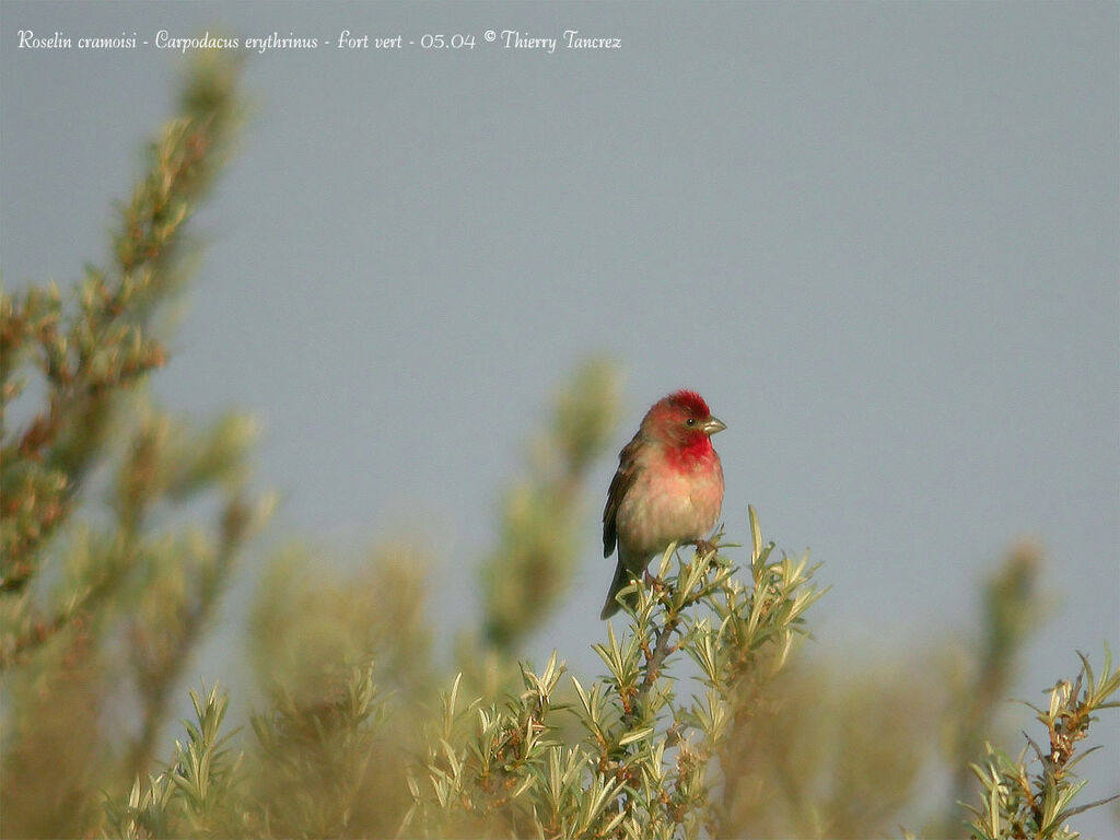 Common Rosefinch