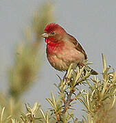 Common Rosefinch