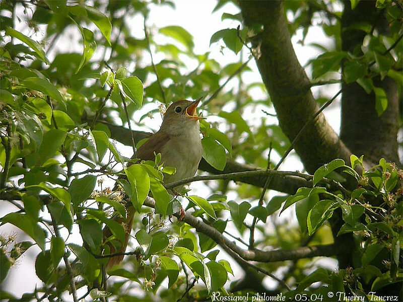 Common Nightingale