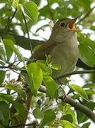 Common Nightingale