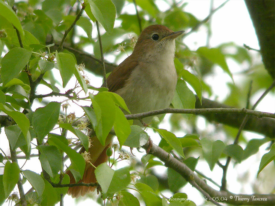 Common Nightingale