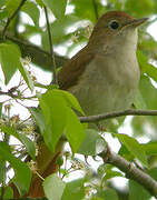 Common Nightingale