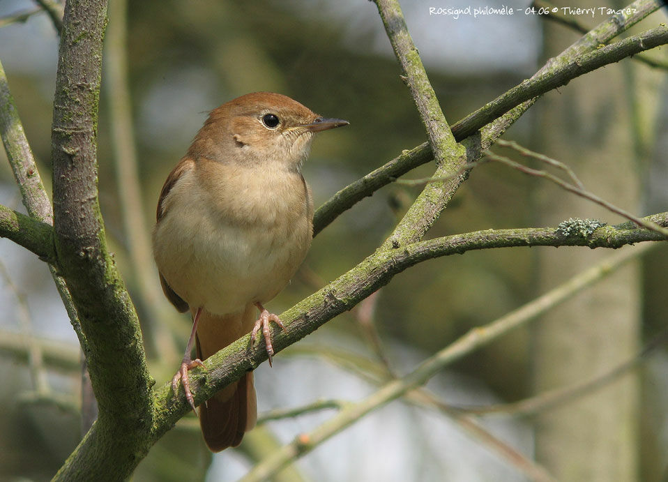 Common Nightingale