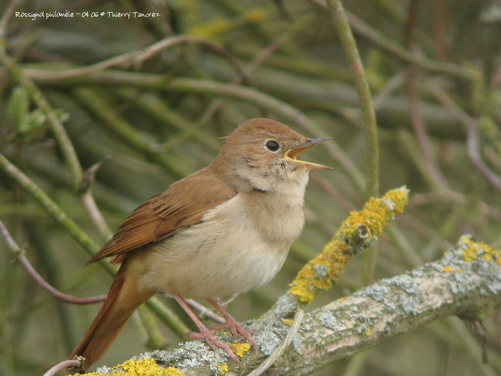 Common Nightingale