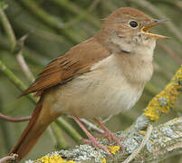 Common Nightingale