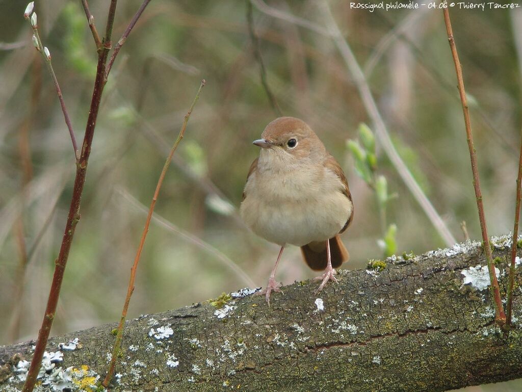 Common Nightingale