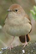 Common Nightingale