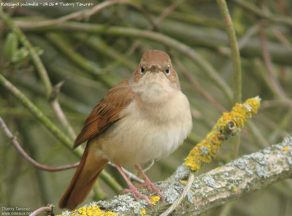 Common Nightingaleadult, close-up portrait