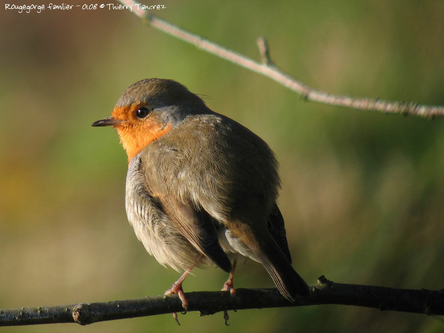 European Robin