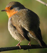 European Robin