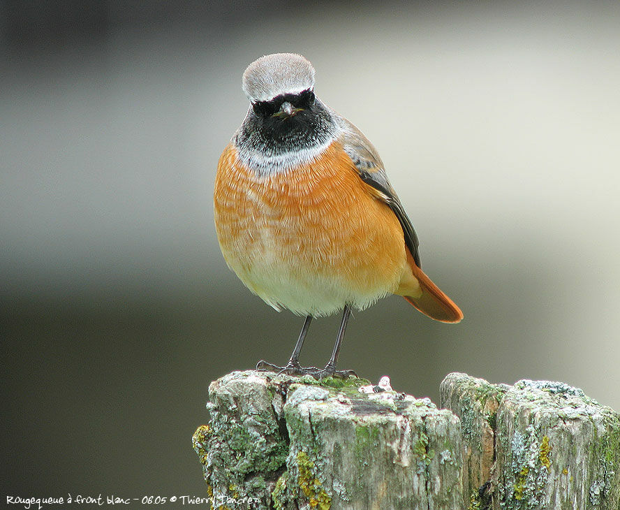 Common Redstart