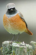 Common Redstart