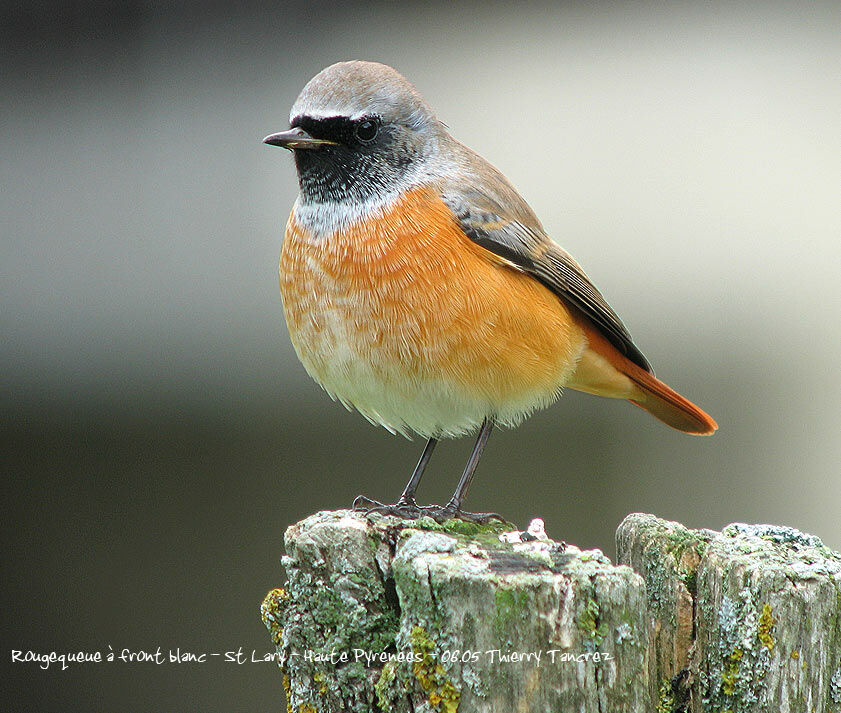 Common Redstart