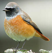 Common Redstart