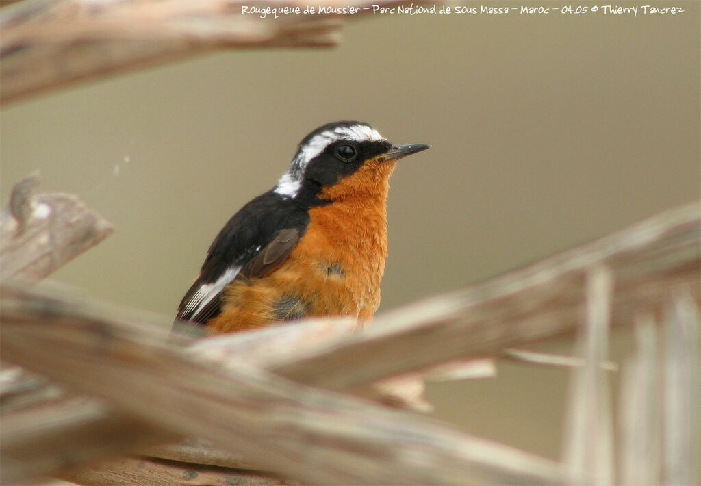 Moussier's Redstart