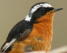 Moussier's Redstart