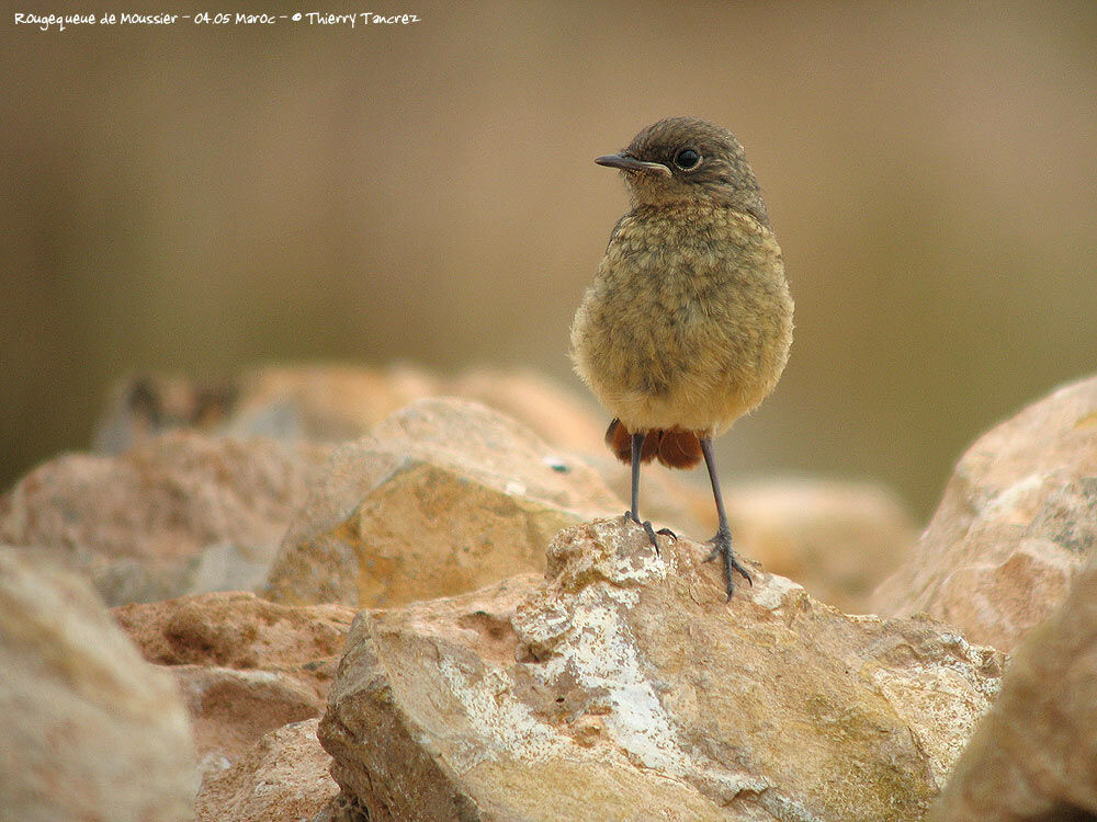 Moussier's Redstart