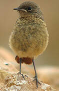 Moussier's Redstart