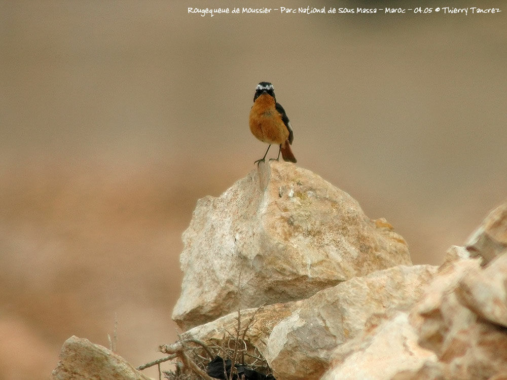 Moussier's Redstart