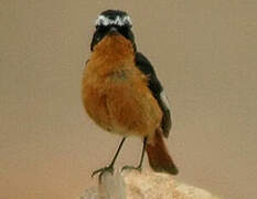 Moussier's Redstart