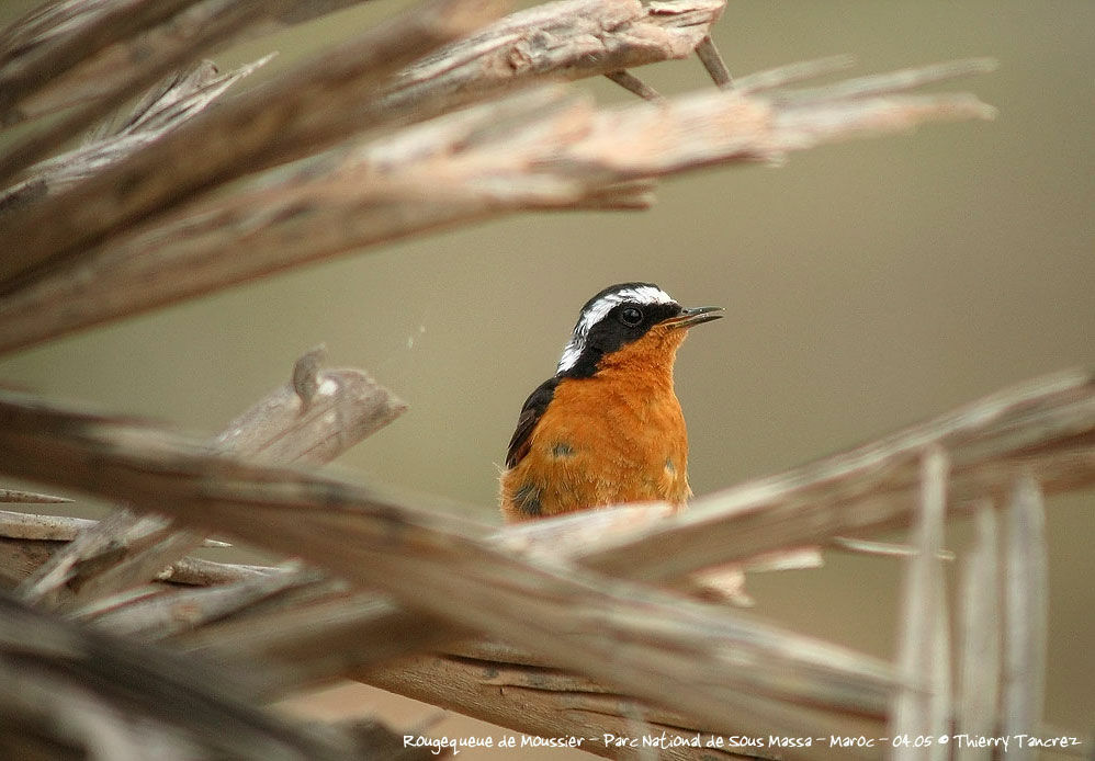 Moussier's Redstart