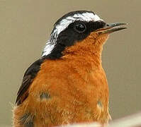 Moussier's Redstart