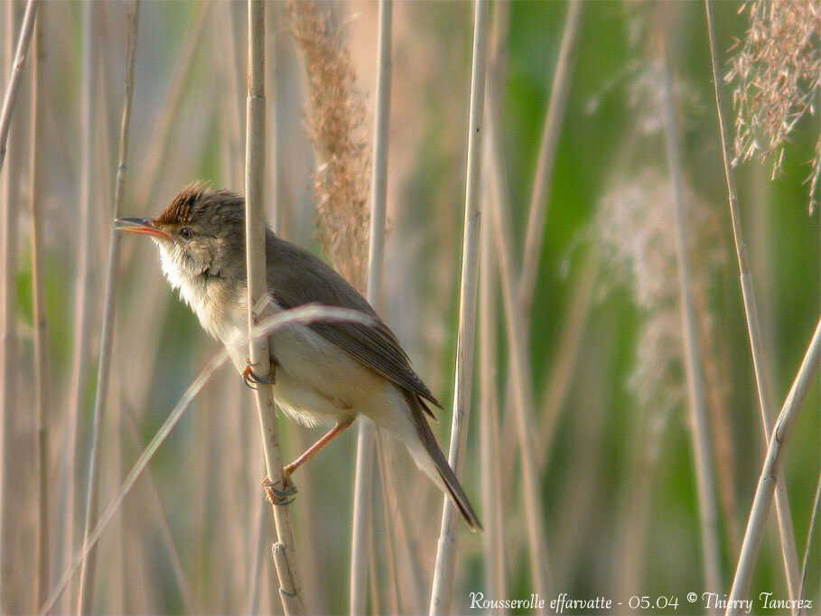 Common Reed Warbler