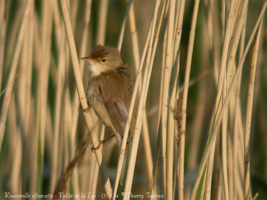 Eurasian Reed Warbler