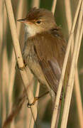 Eurasian Reed Warbler