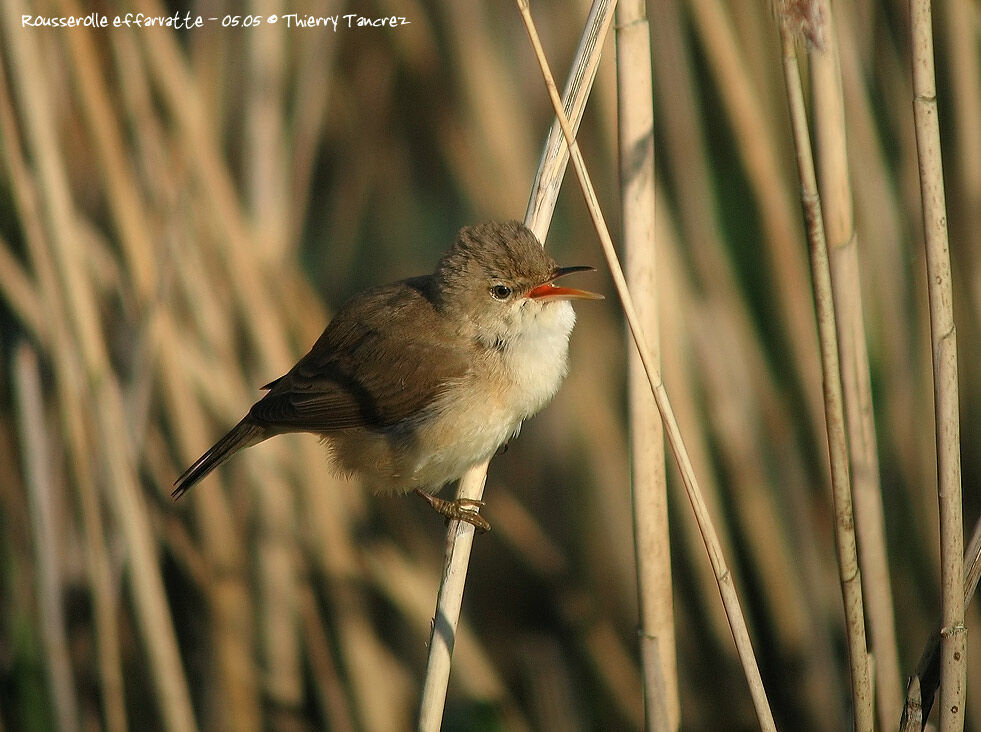 Common Reed Warbler