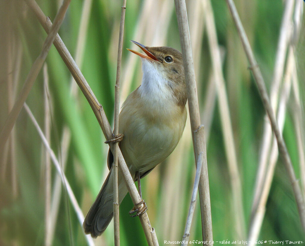 Eurasian Reed Warbler