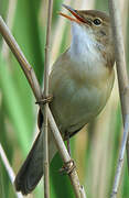 Common Reed Warbler