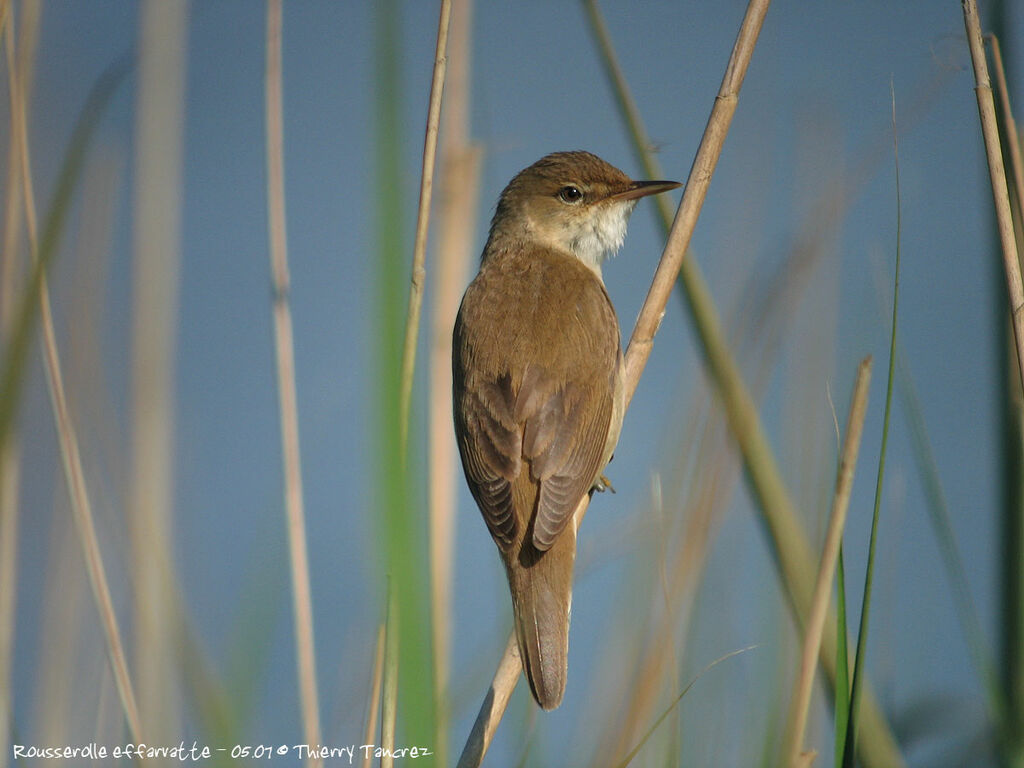 Eurasian Reed Warbler