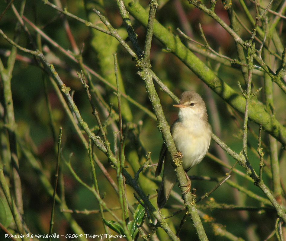 Marsh Warbler