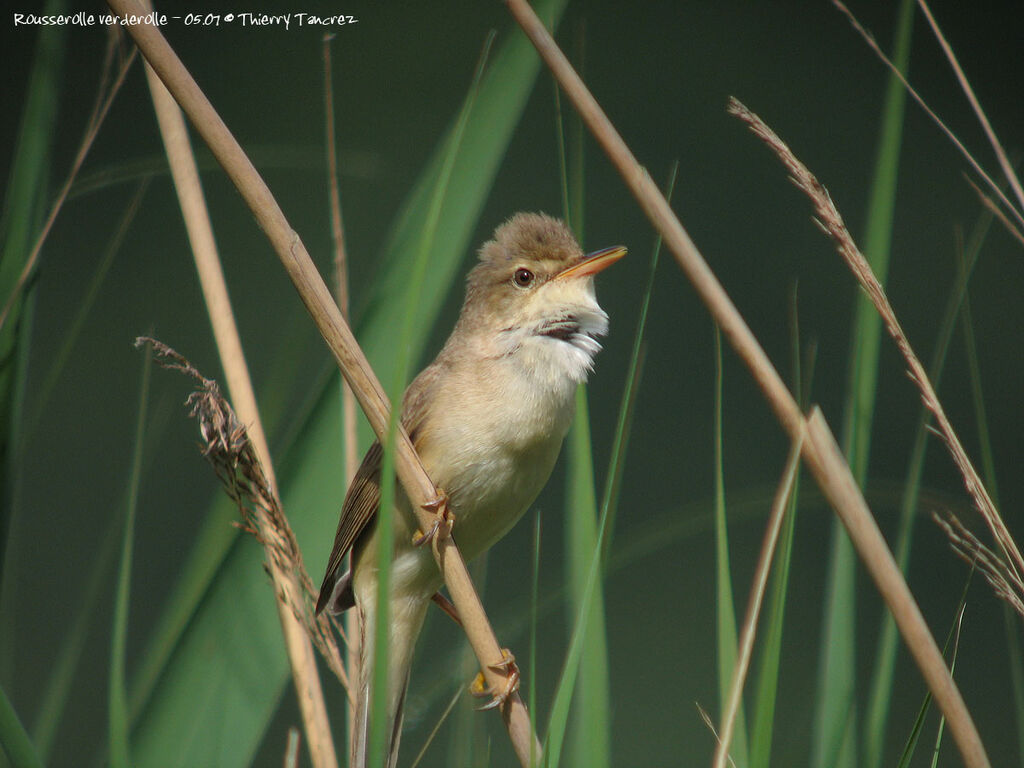 Marsh Warbler