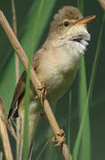 Marsh Warbler