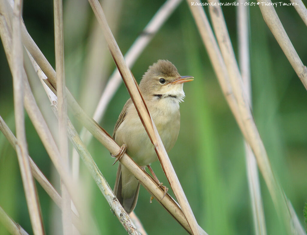 Marsh Warbler