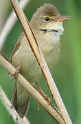 Marsh Warbler