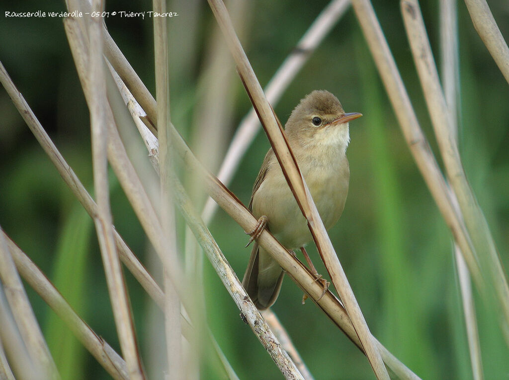 Marsh Warbler