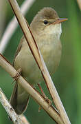 Marsh Warbler