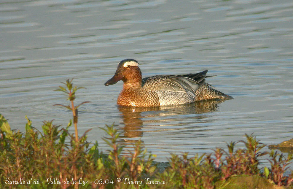 Garganey