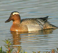 Garganey