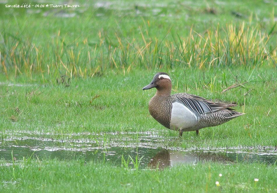 Garganey