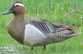 Garganey