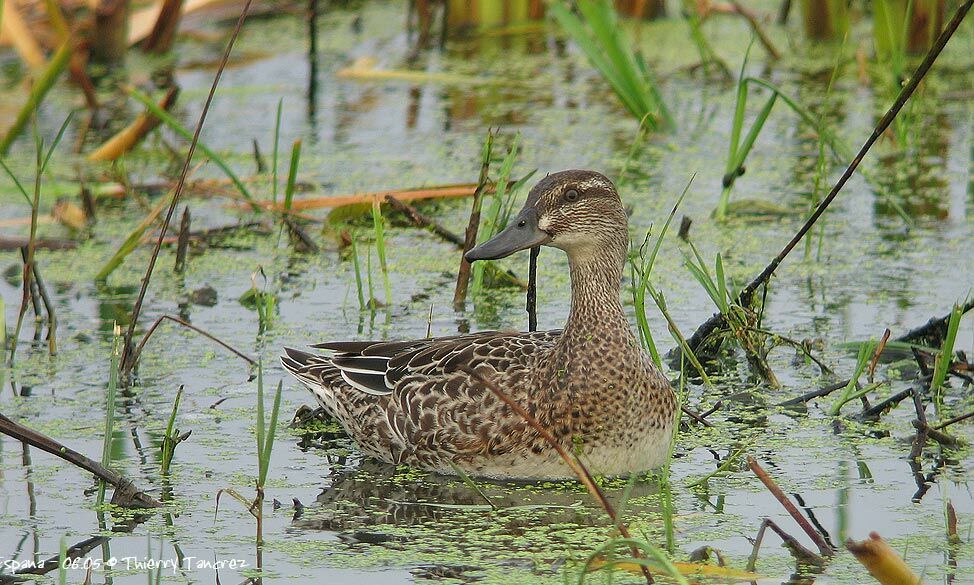 Garganey