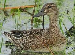 Garganey